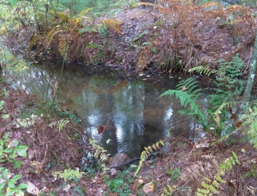 Trail side view of Phillips Brook at Lansing Bennett Forest.