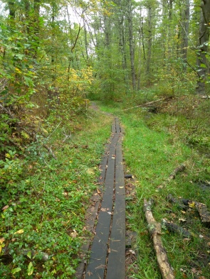 Continuous plank walk along a heavily vegetated hiking trail.