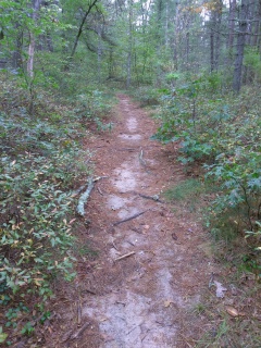 A mix of sand and pine needles commonly found on the trails at Lansing Bennett Forest.