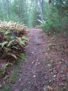 Climbing a short hill on the yellow blaze trail in Lansing Bennett Forest.