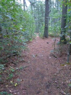 Last leg of the hiking trail leading out to the gate on Union Bridge Rd in Duxbury.