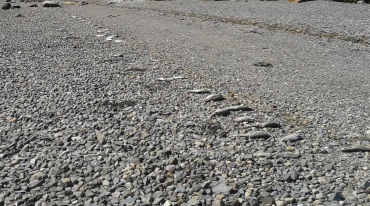 Line of dead smelts along the shore on Bumpkin Island.