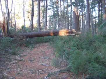 fallen pine in little conservation