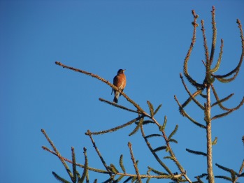 singing happy robin at little conservation