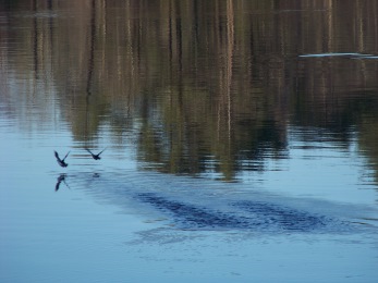 ducks in flight on the North River