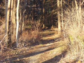 beginning of forest trail at little conservation area