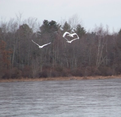 swans in flight over lower burrage pond