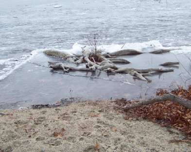 driftwood at edge of lower burrage pond