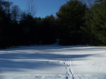 2nd portion of trail around mckenna marsh