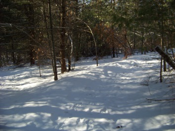 woodland 2nd portion of  mckenna marsh hiking trail