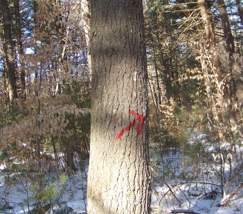 red arrow marks the way at mckenna marsh