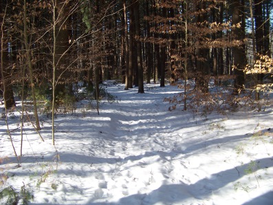 footsteps through the forest in mckenna marsh