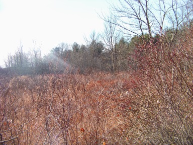 Meadow like wetland at silver lake sanctuary.