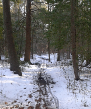 trail leading over a plank bridge in Hanover