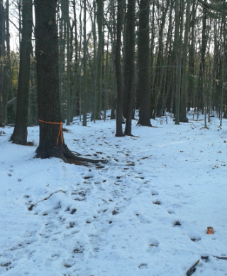 orange ties and markers at melzar hatch reservation