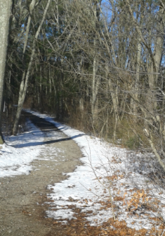 dirt road leads into the forest in Hanover