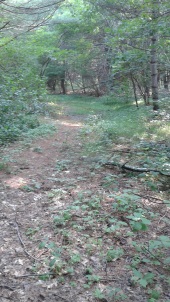 wide beginning to the trail at misty meadows conservation area