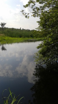 view of the water at the end of the North River Trail in Misty Meadows