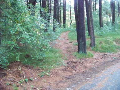 hiking trail at myles standish monument state reservation