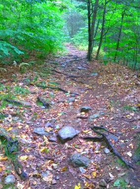 The hiking trail up Mount Hope in Wompatuck State Park becomes rocky.