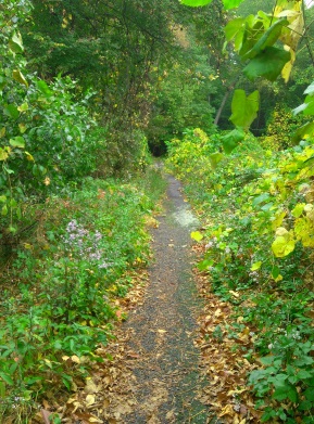 Narrow trail running alongside Picture Pond.