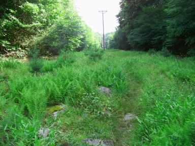 narrow grassy path through a utility line on Mount Hope in Wompatuck State Park.