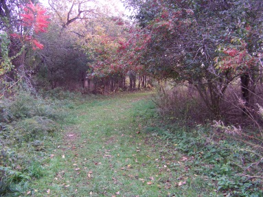 meadow trail in fall at pond meadow park