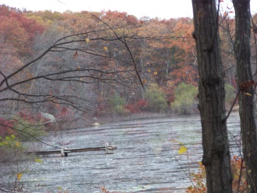 a dock in the pond at pond meadow park in braintree