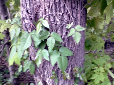 cluster of poison ivy