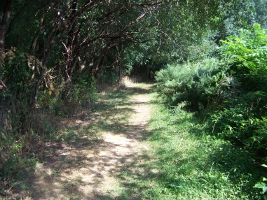 meadow trail in summer