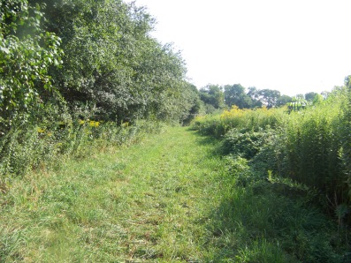 summery meadow trail at pond meadow park