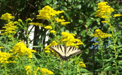 giant butterfly at pond meadow park in braintree