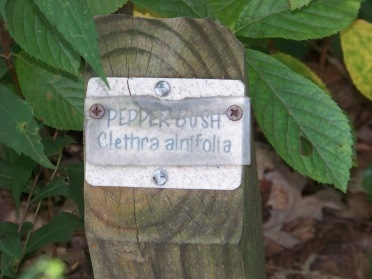 vegetation identification at pond meadow park