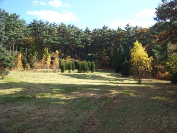 meadow at pudding hill