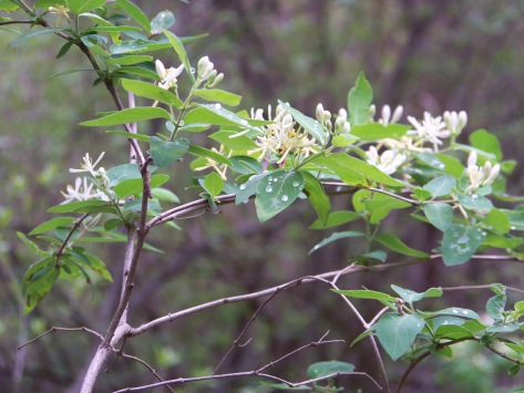 honeysuckle on Rockland Rail Trail