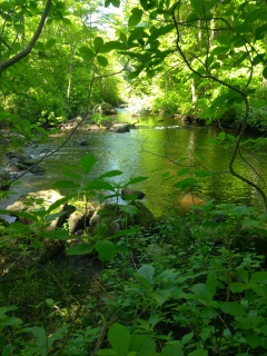 Scenic view of the Drinkwater River on Frenchs Stream Trail.