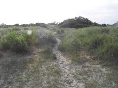 trail thru dunes at rexhame beach