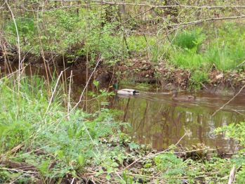 mallard on french's stream in rockland