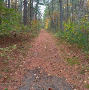 Wide pine needle covered Rockland Fireworks Trail.