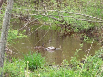 pair of mallards in Rockland