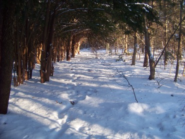 winter hiking trail in rockland town forest