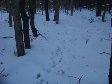 animal tracks in snow in rockland town forest