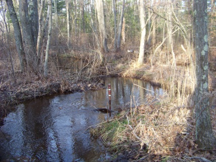 water level in Rockland town forest