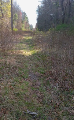 Narrow trail through the power line runs through a briar patch at Russell and Sawmill Pond conservation.
