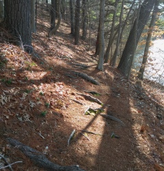 The hiking trail runs along a hillside at Russell and Sawmill Pond Conservation.