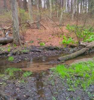 Trail side stream.