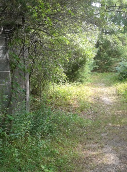 Hiking trail around old bog at silver lake sanctuary.