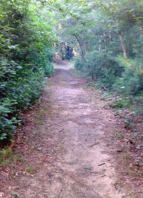 Sandy cart path past a pond at Silver Lake Sanctuary.