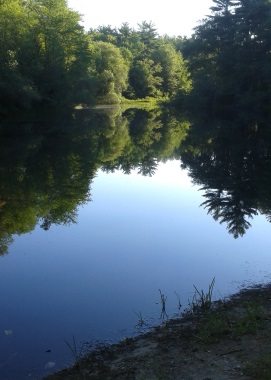 Stream fed pond at silver lake sanctuary