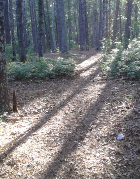 Red blazed side trail through upland woodland area at Silver Lake Sanctuary